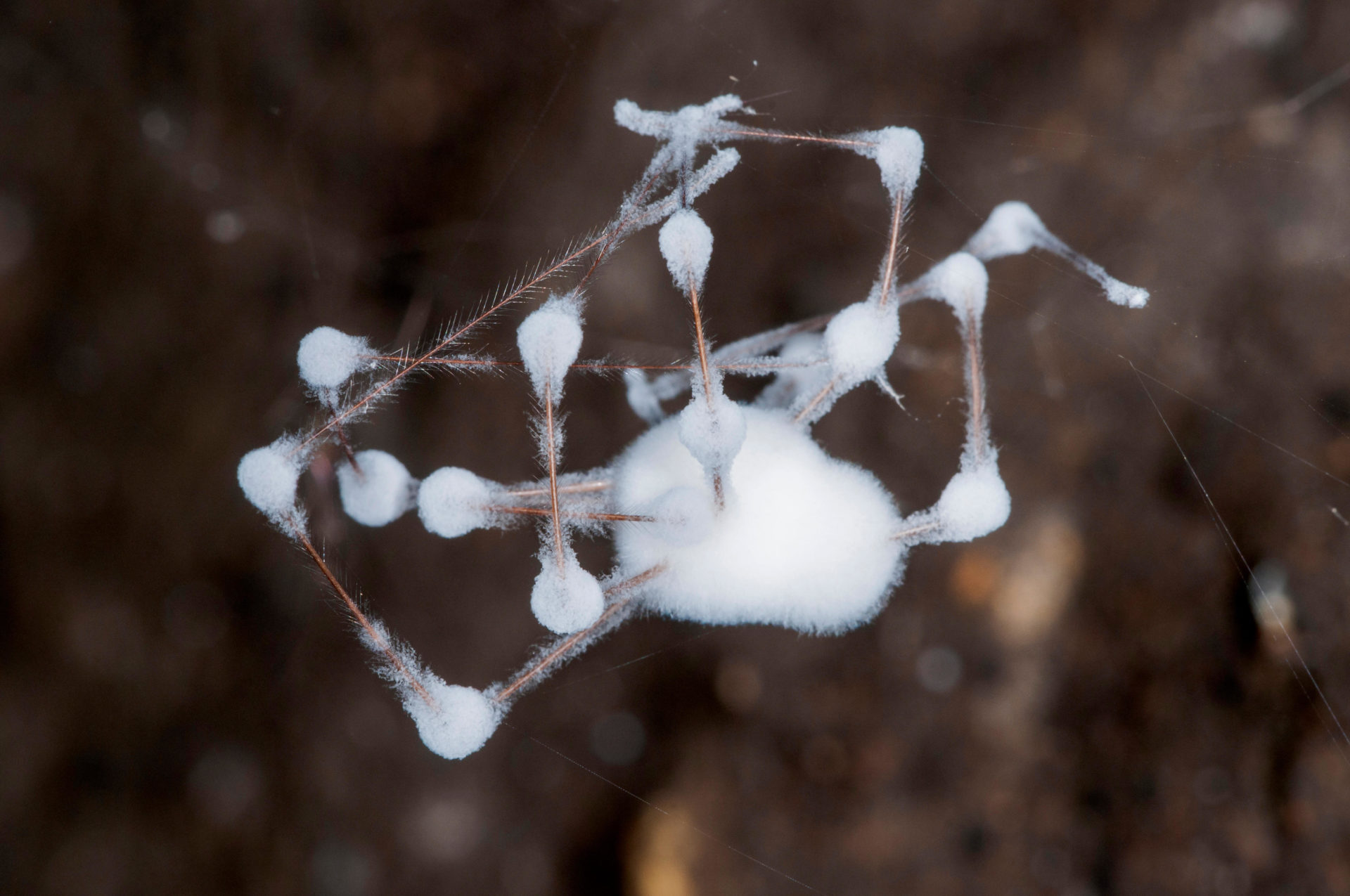 Fungus Infected Zombie Spiders Found In Ireland Newstalk