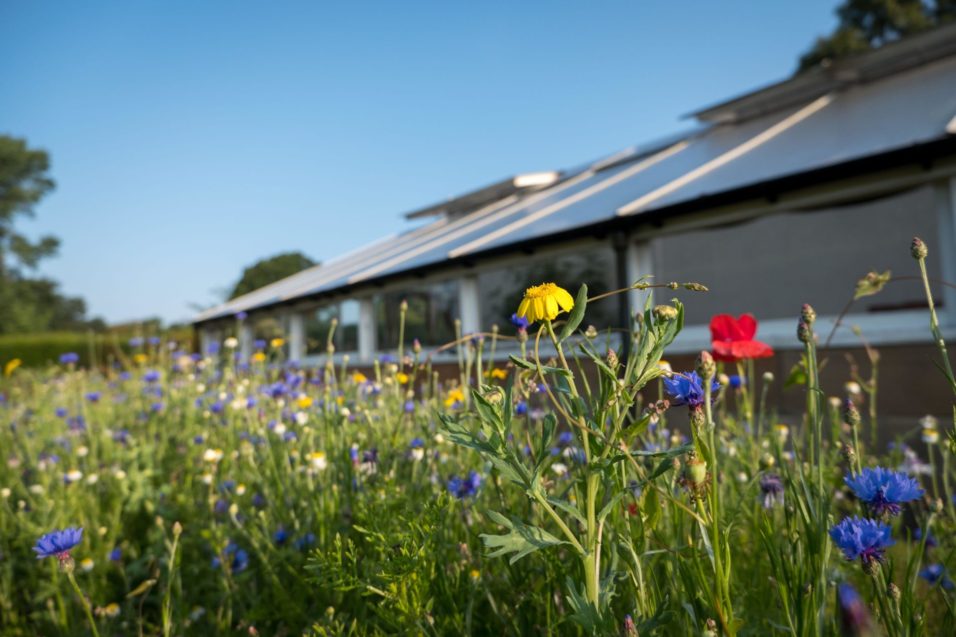 Help The Bees And Grow Your Own Wildflower Garden With Keelings - Vimarsana News
