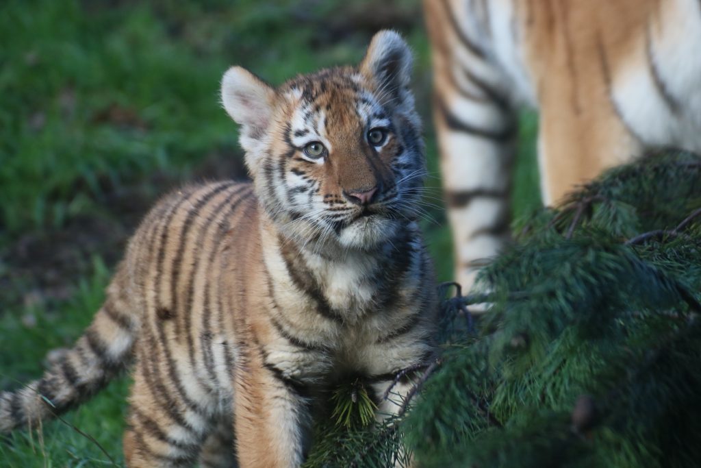  tiger cubs 