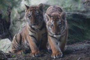 lion cubs born, dublin zoo,