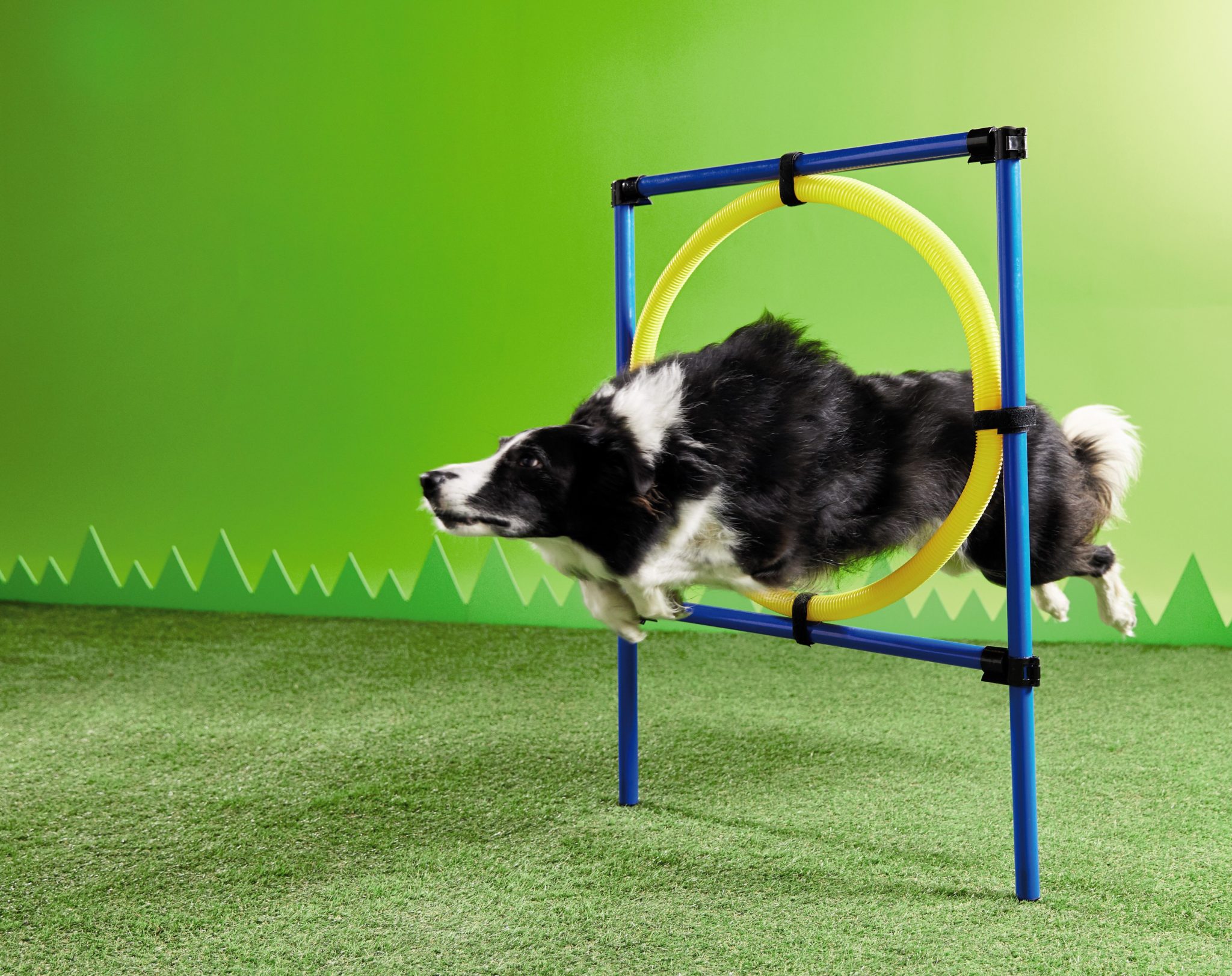 Aldi store dog agility