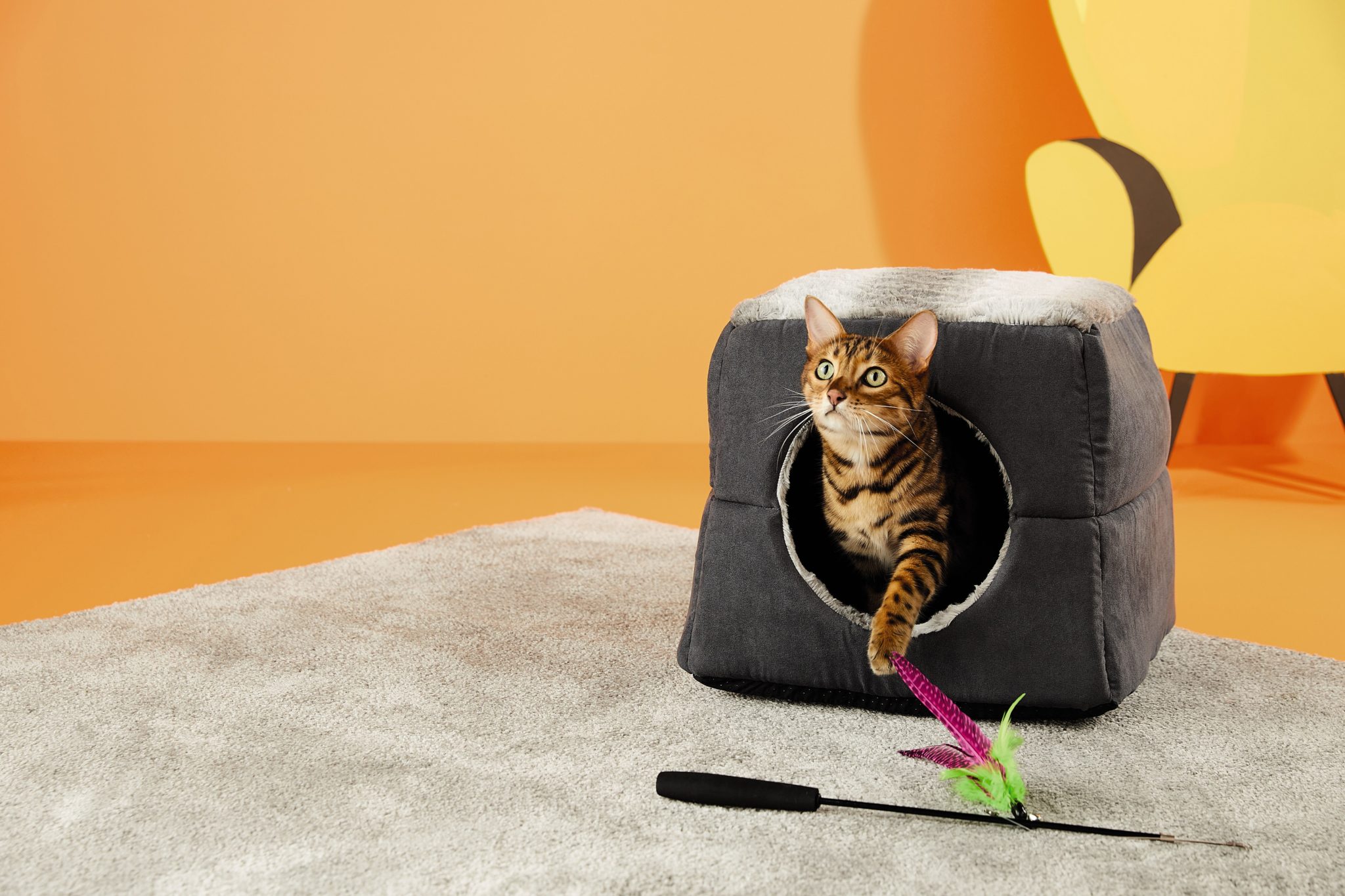 Aldi cat hot sale litter 2019