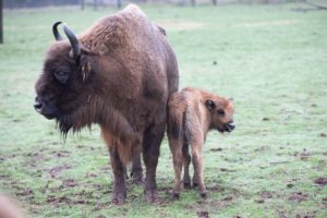 Fota Wildlife Park