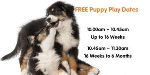 Dublin, Event Guide, Dog, DSPCA, Puppy Play Date
