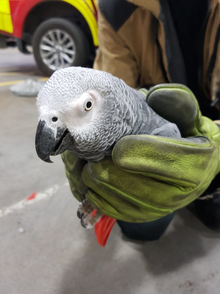 dublin airport parrot