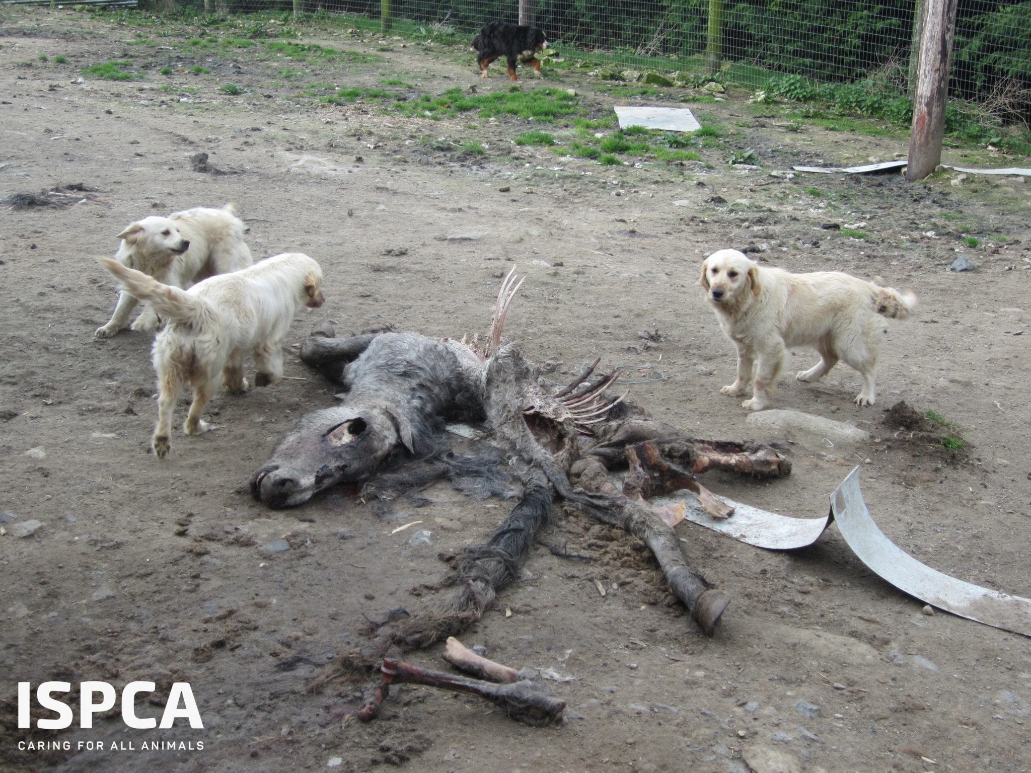ISPCA animal cruelty