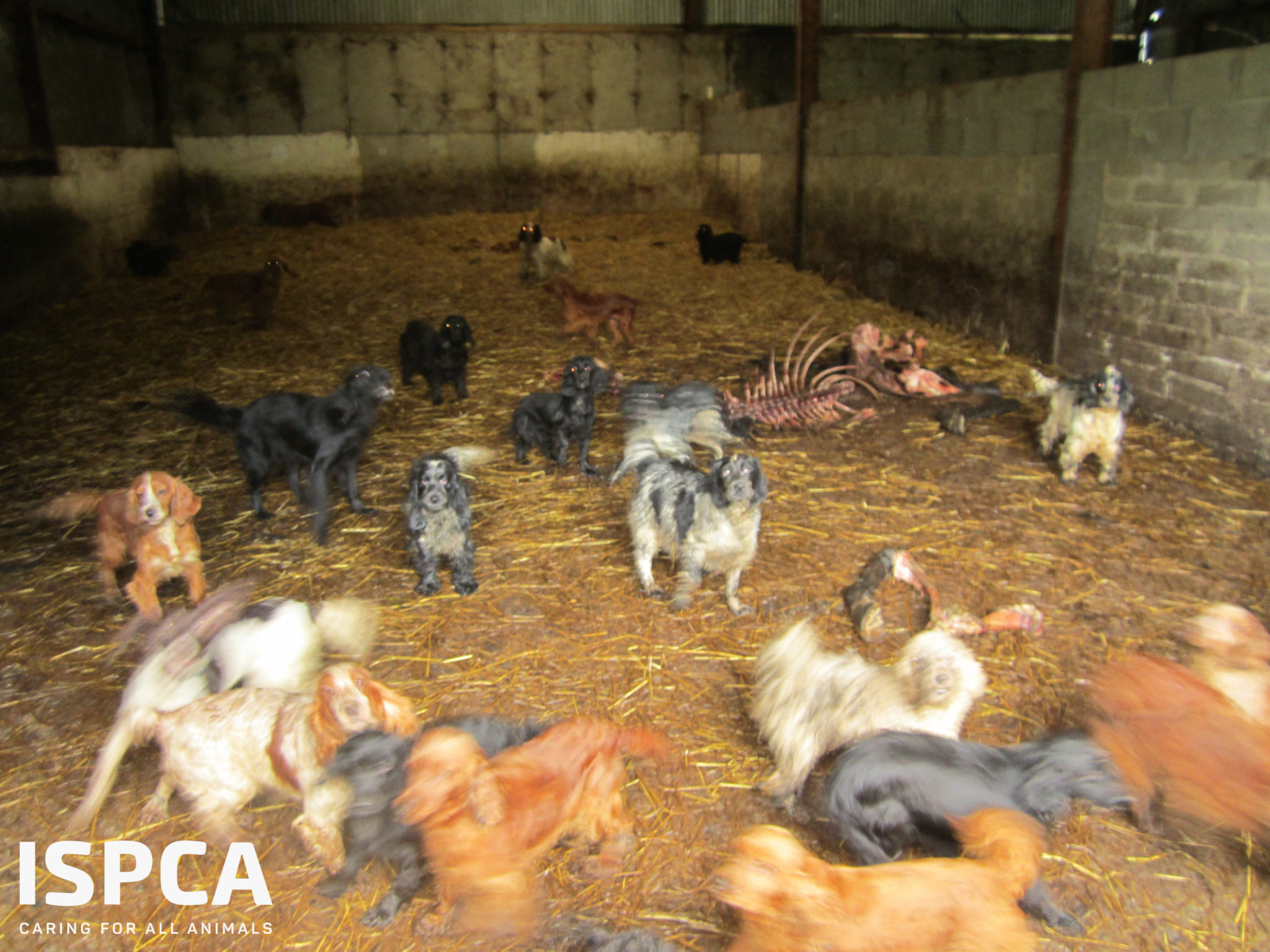 ISPCA animal cruelty