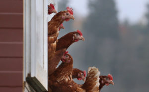 Chickens poking their heads out of the coop.