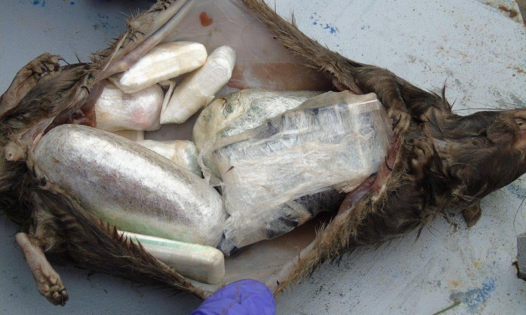 Drugs and mobile phones found in dead rats