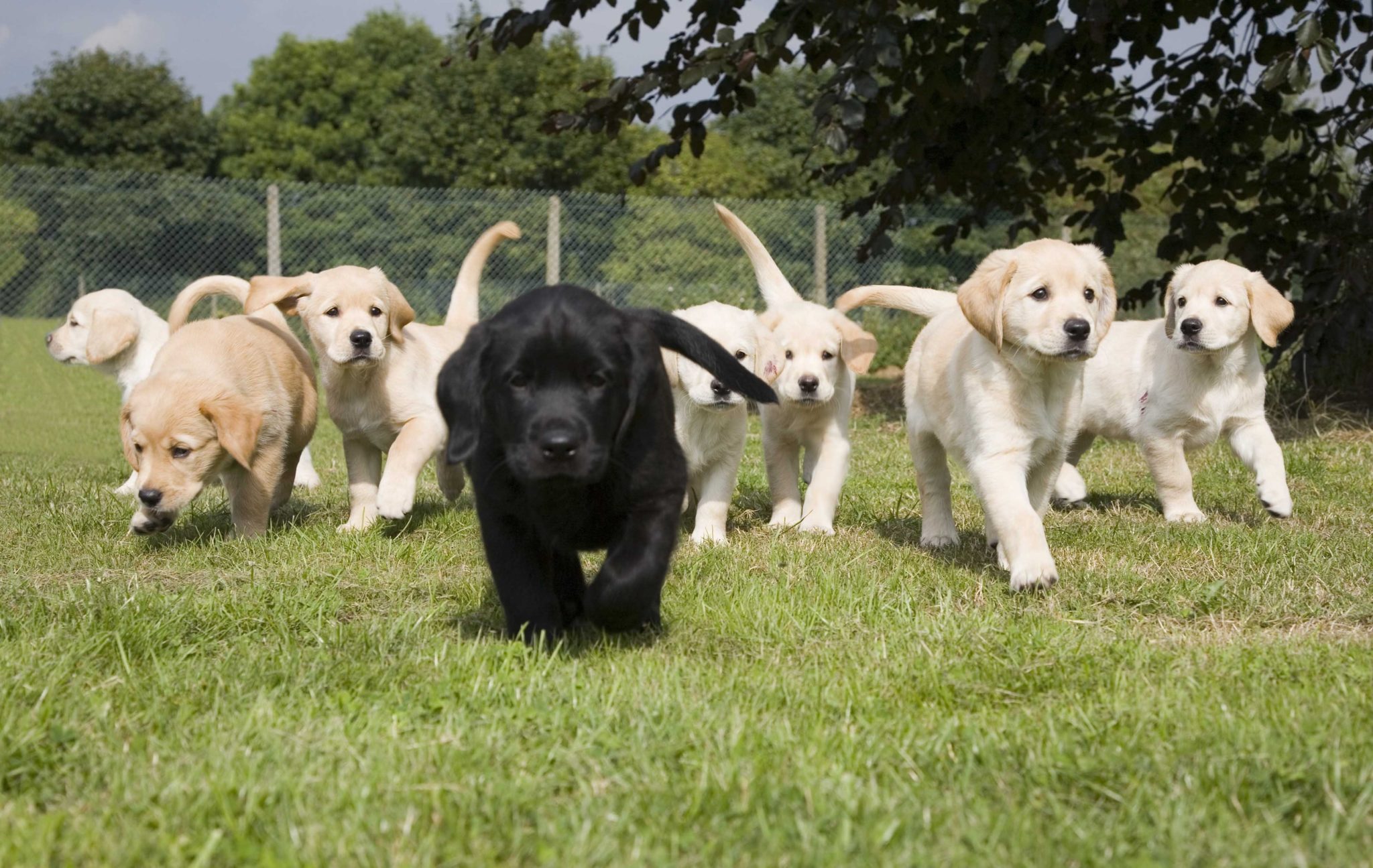 guide dogs puppy