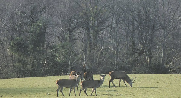 Climate change drives hooper swans and deer into Irish cities