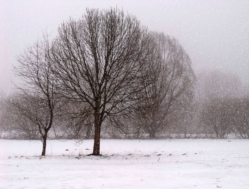 An image of snow on trees and grass.