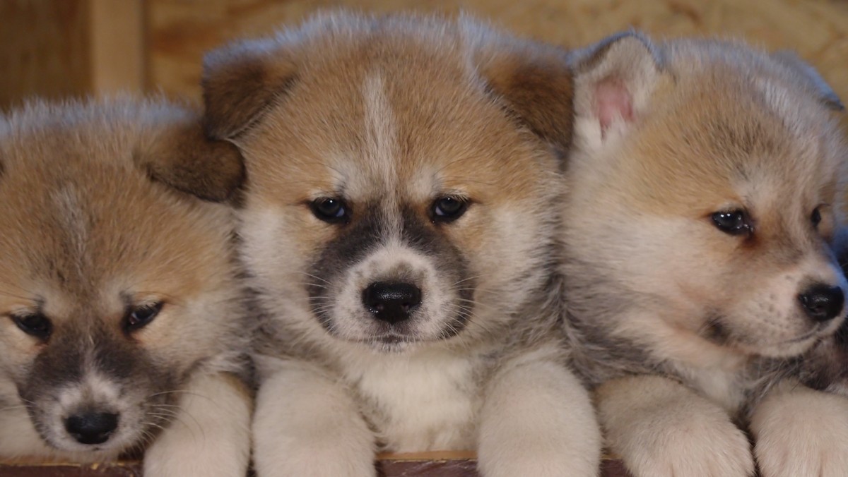 Irish Pet Shop Searching For The Petmania Puppy Of The Year