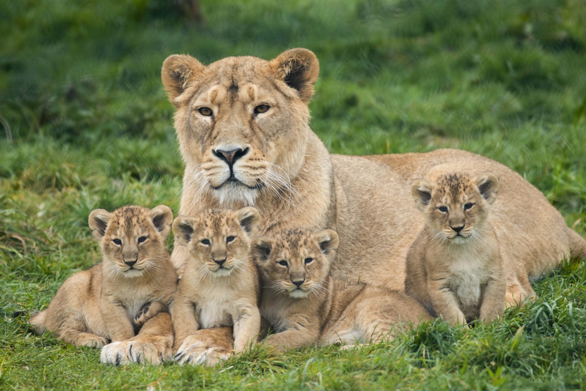 Four Endangered Lion Cubs Born At Fota Wildlife Park In Cork