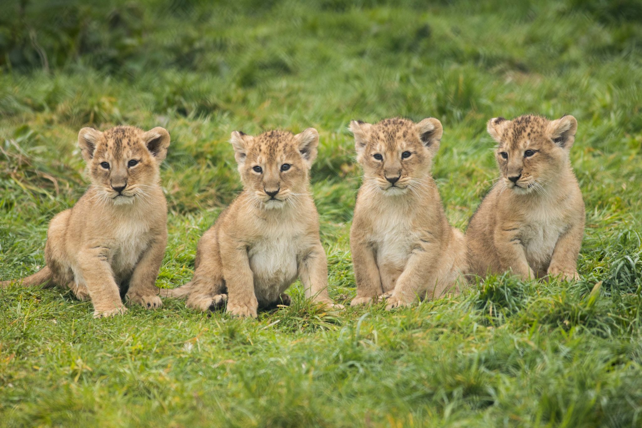 Fota Wildlife Park In Cork