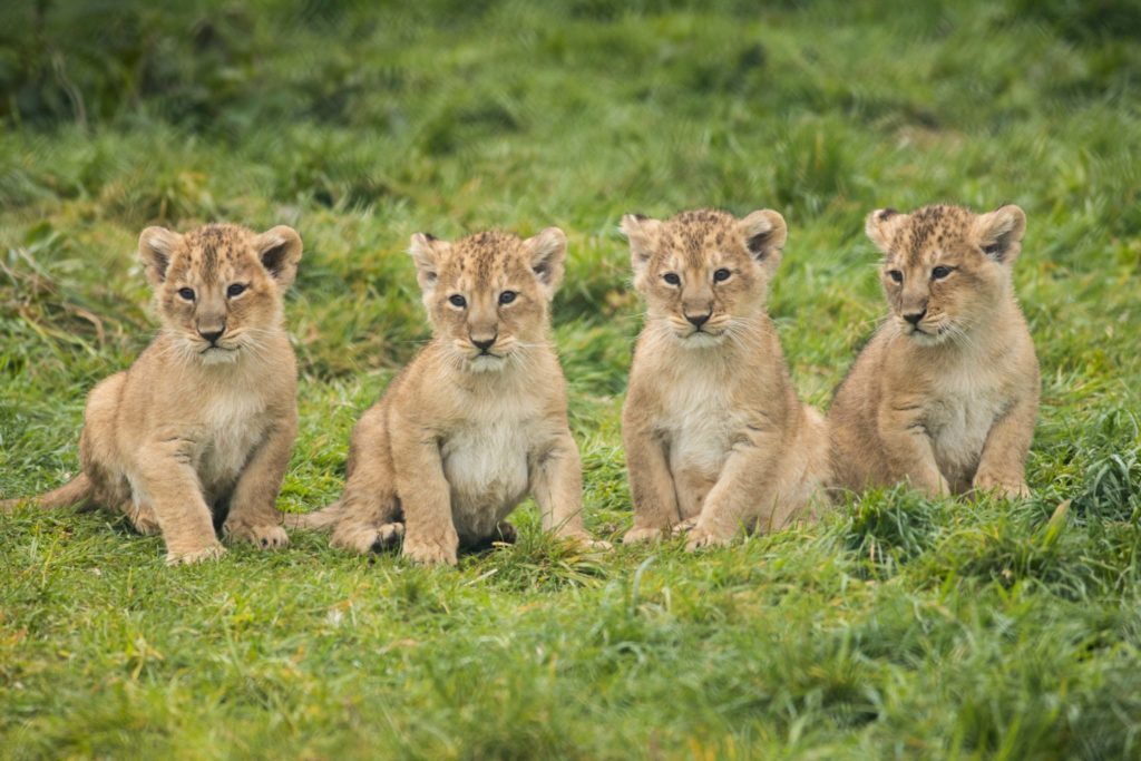 Fota Wildlife Park Lions