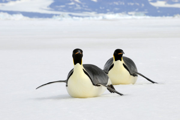 Emperor Penguin