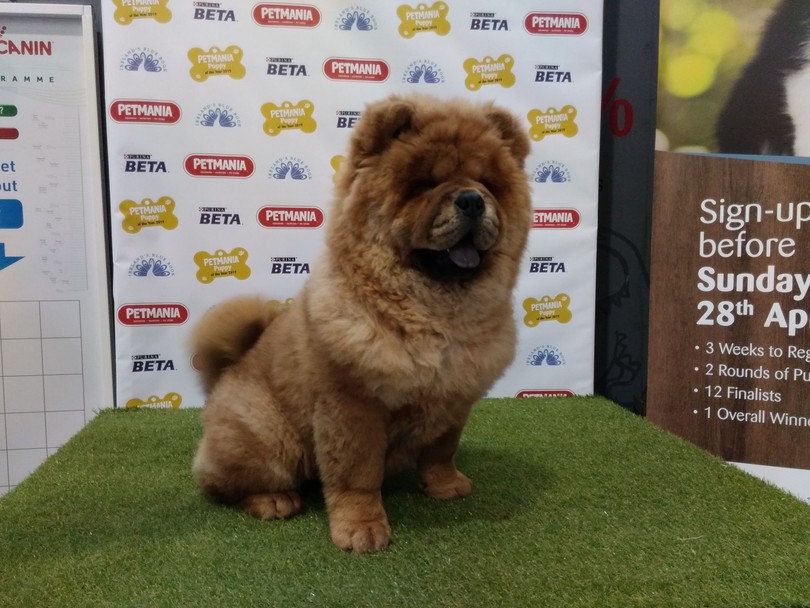 Petmania puppy of the year 2019 sale