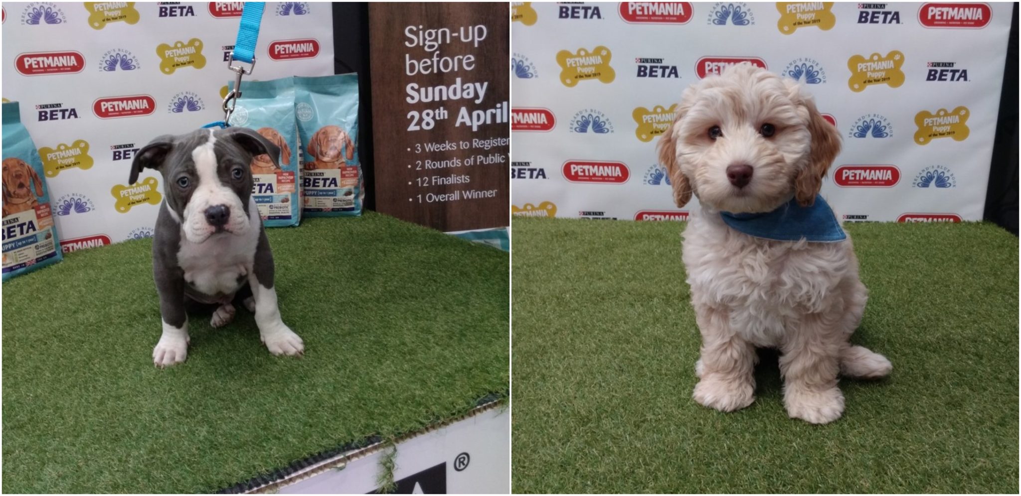 Petmania store puppy competition