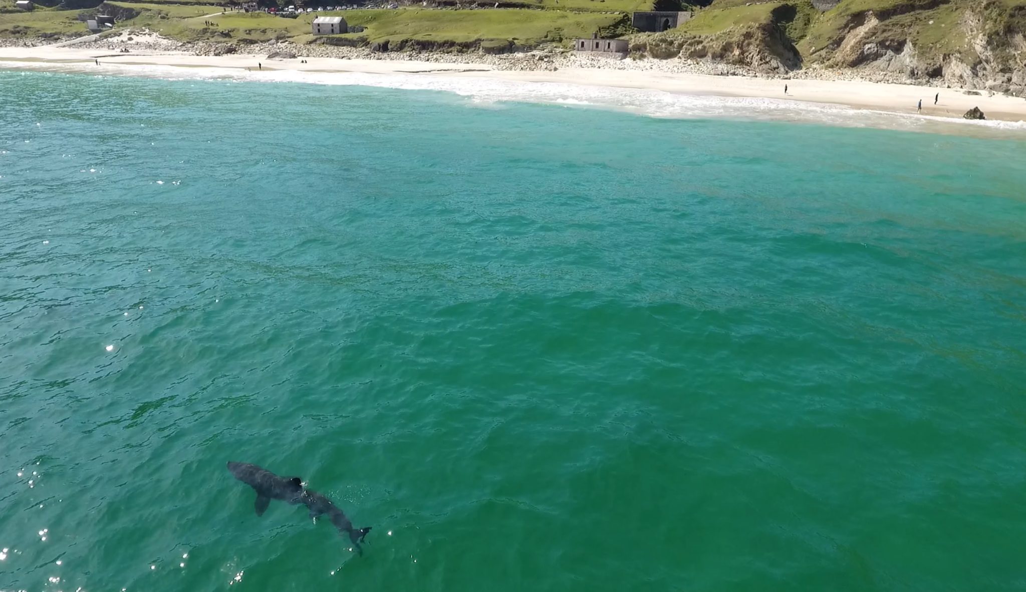 Achill Island Basking Shark