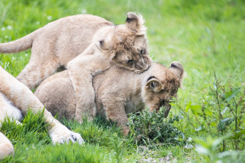 Asian Lion cubs