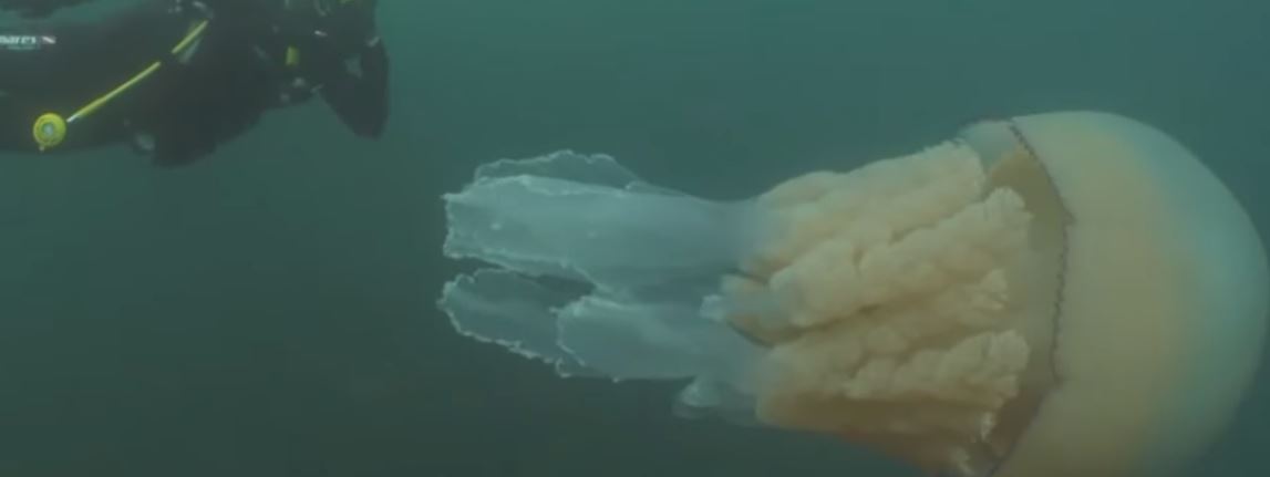 Holy Feck! Human Sized Giant Jellyfish Spotted Off English Coast