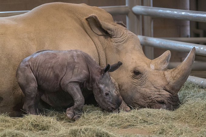 Birth at San Diego Zoo offers new hope for almost-extinct species of ...