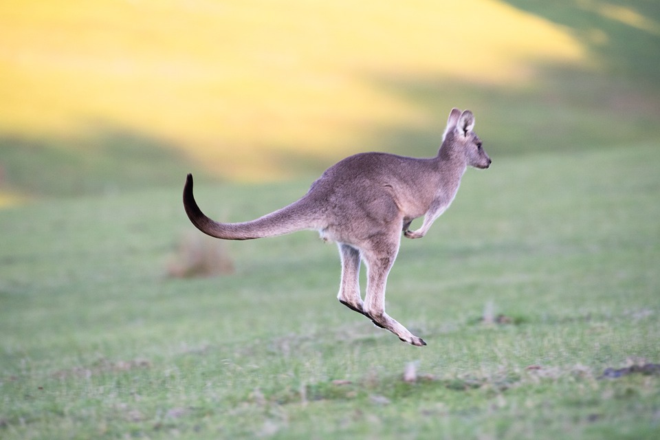 kangaroo