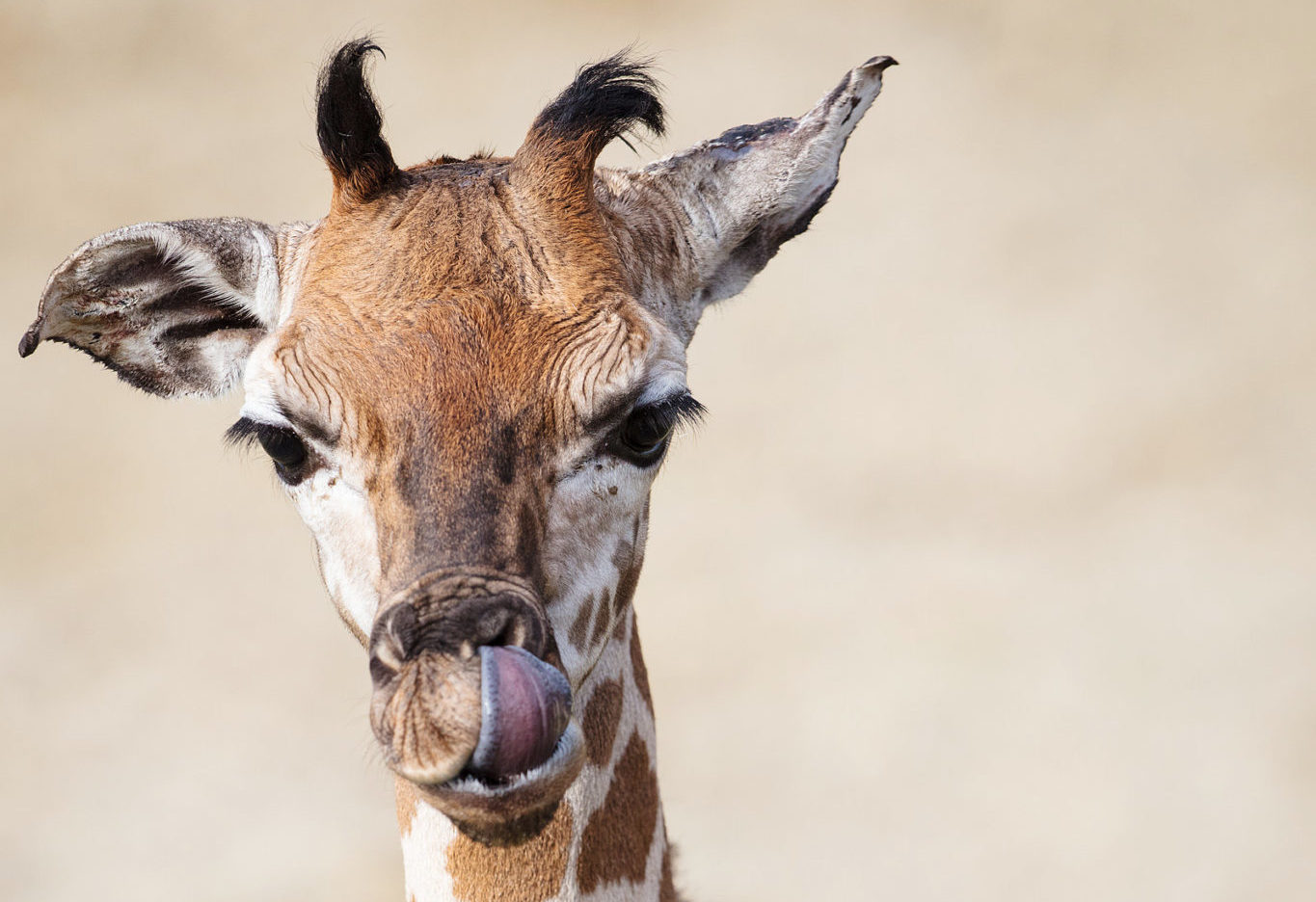 Adorable Baby Giraffe