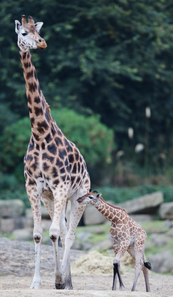dublin zoo giraffe