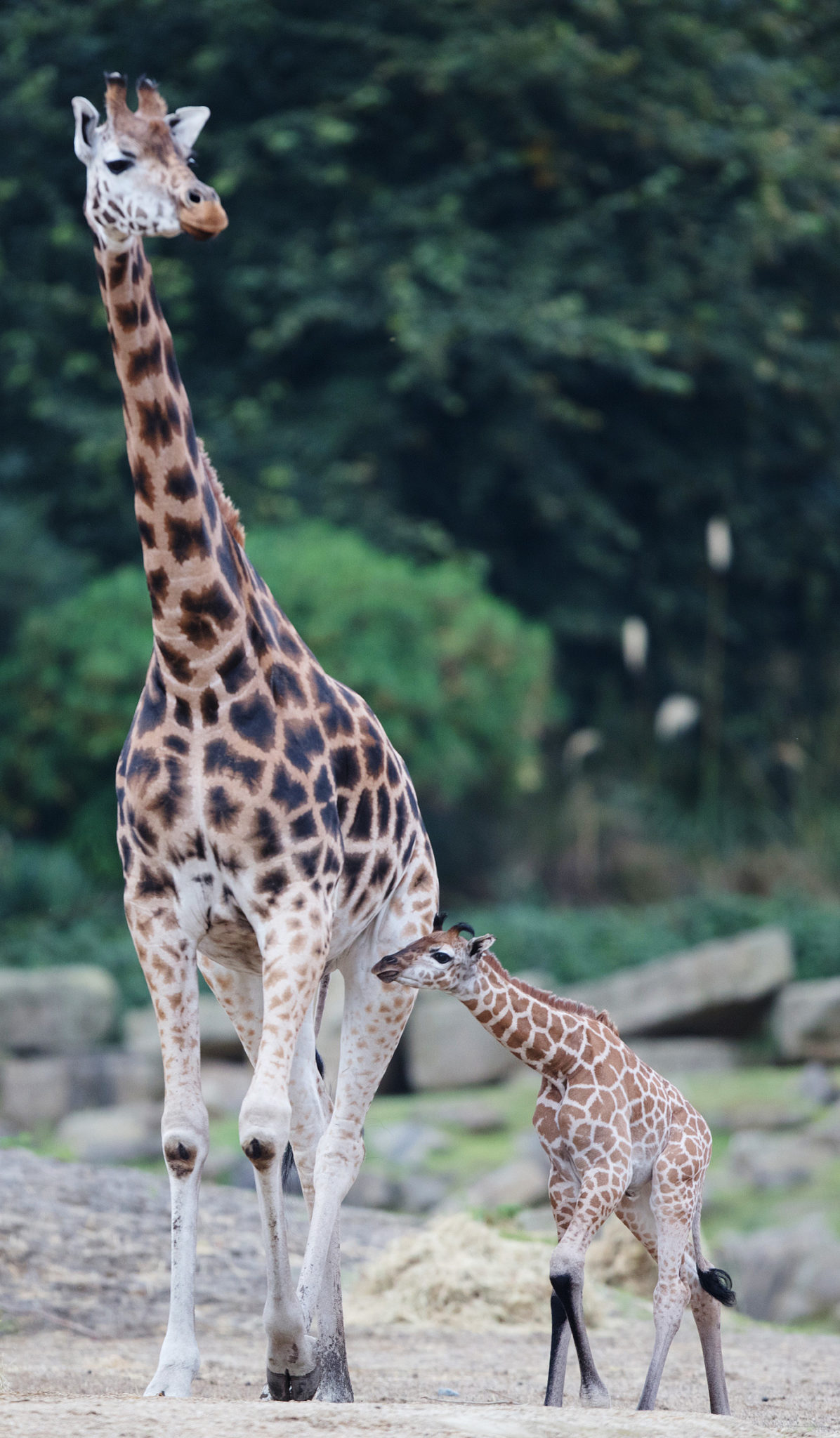 Giraffe calf Dublin Zoo