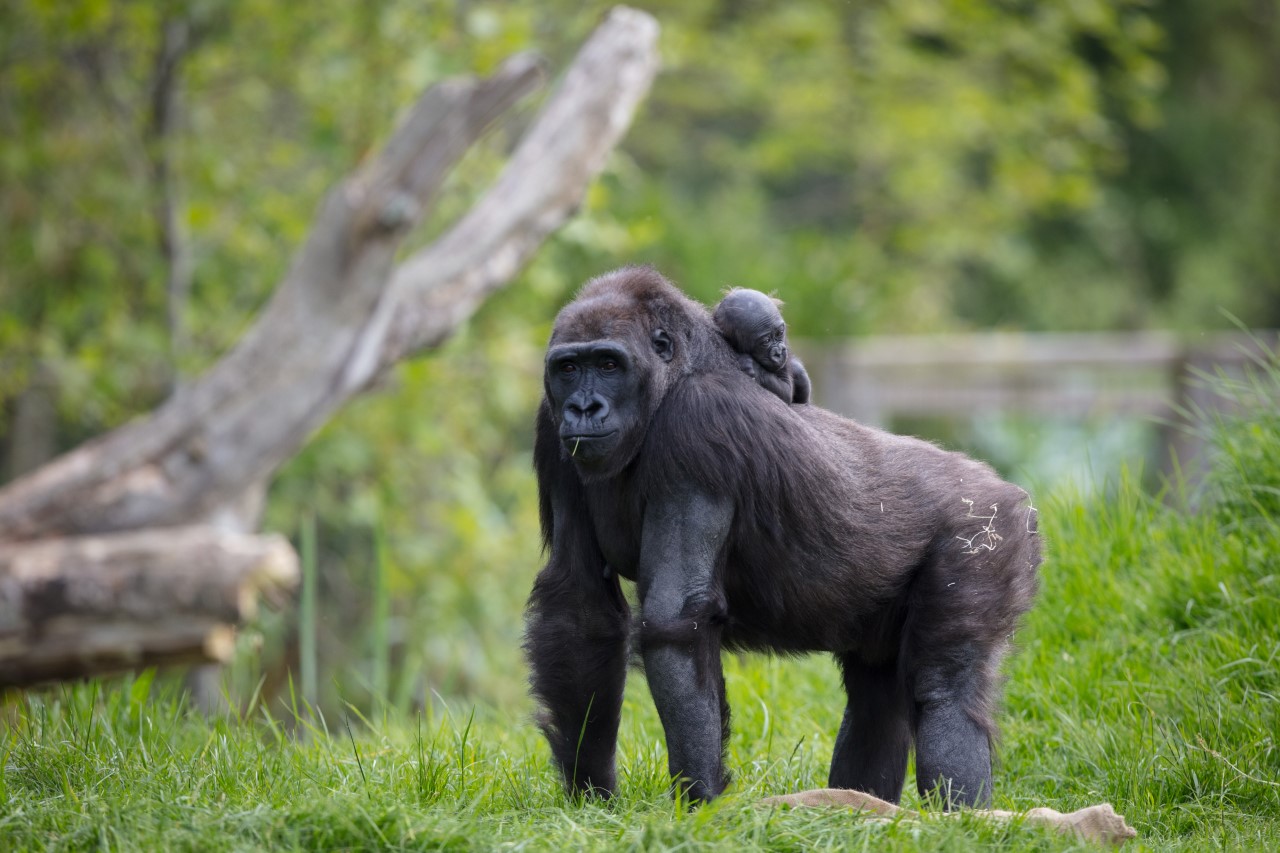 Dublin Zoo Have Webcams So You Can Watch The Animals At Feeding Times