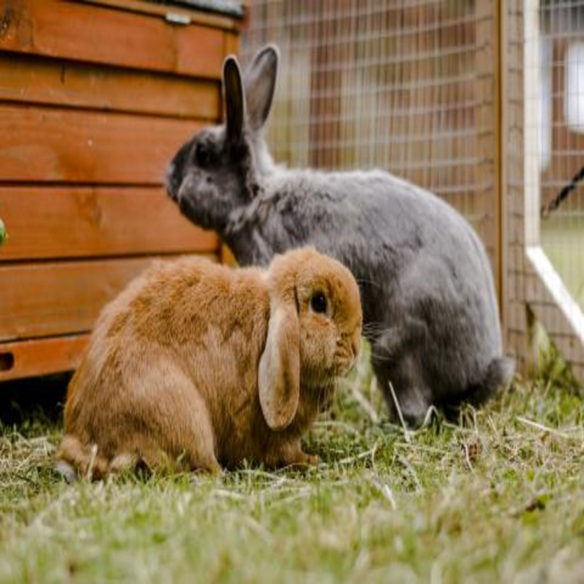 Pet rabbits are depressed, diseased and lonely Newstalk