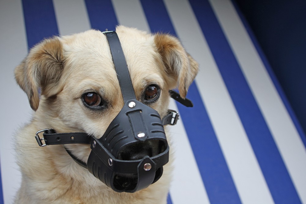 Dogs without muzzles Image