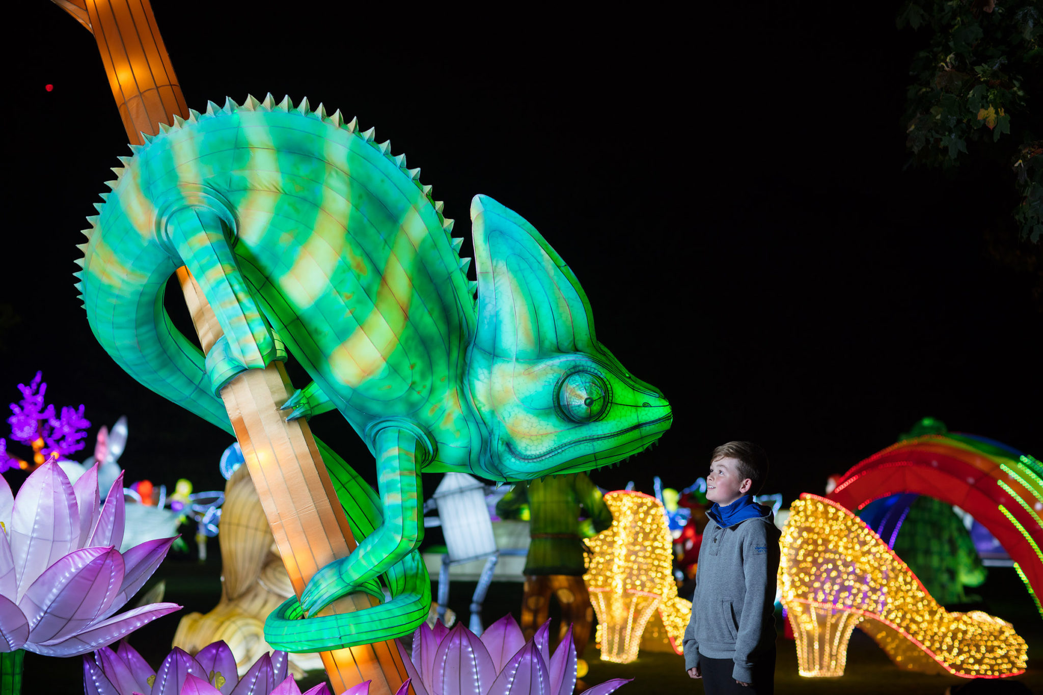 Wild Lights At Dublin Zoo Introduce Brand New Theme & It's A Must See