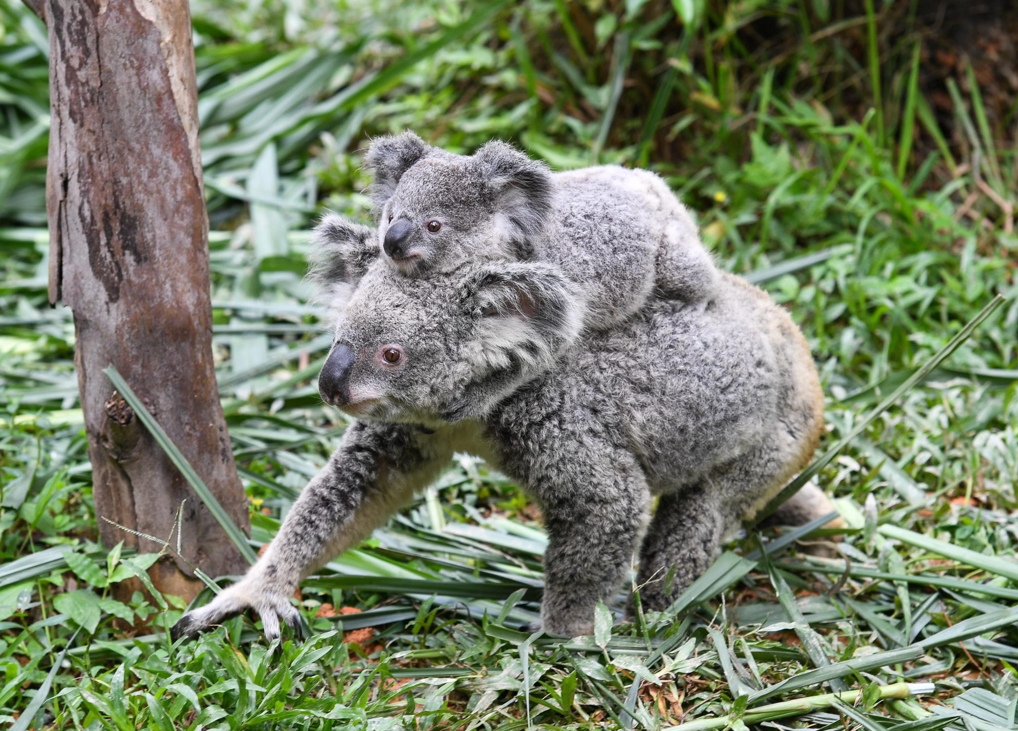 Koalas