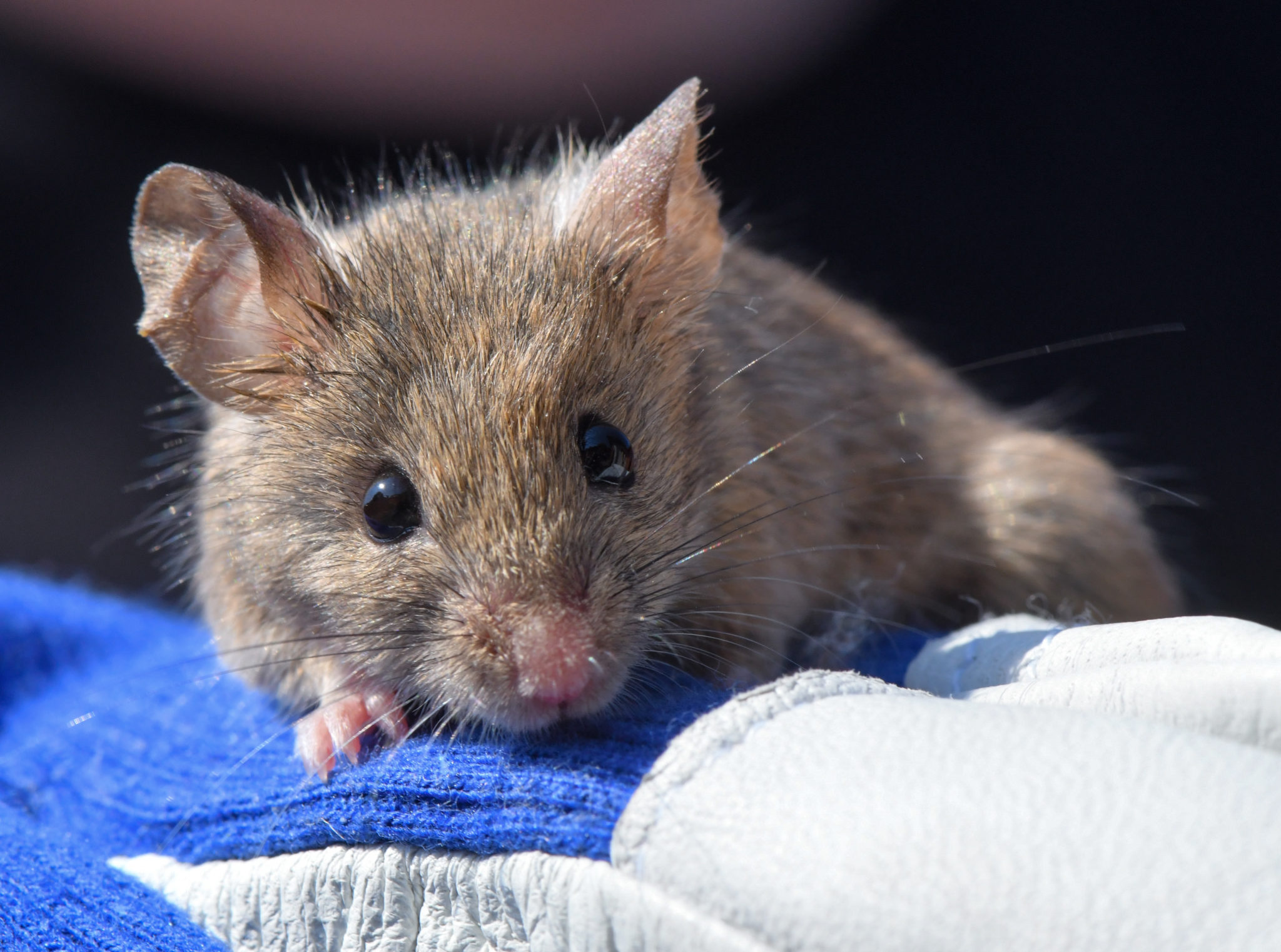 A house mouse sitting on a glove