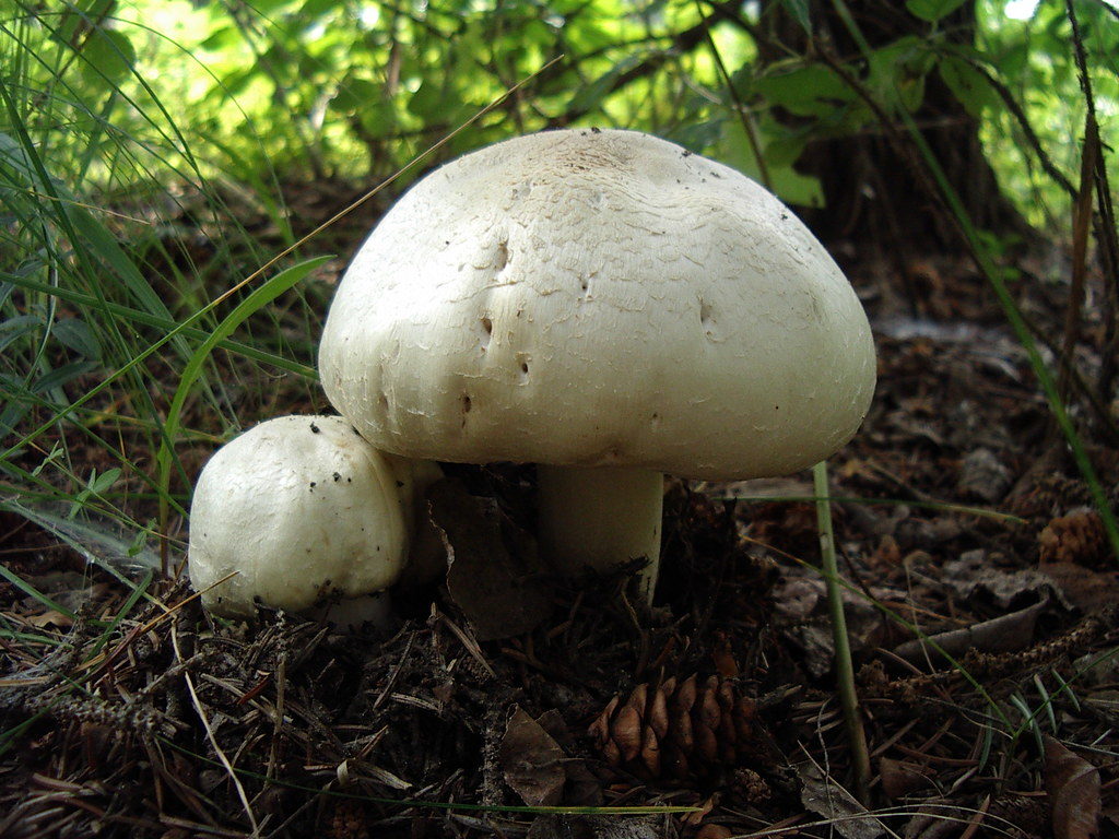 How to safely forage for mushrooms Image