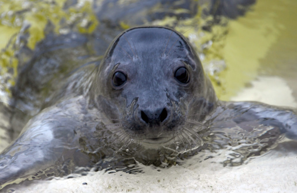 WATCH: Grey seal filmed clapping underwater to communicate