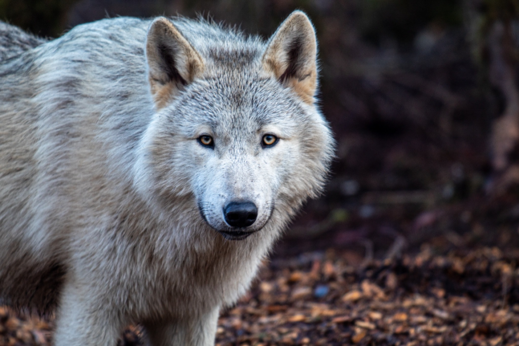 'They are vital to the ecosystem..."