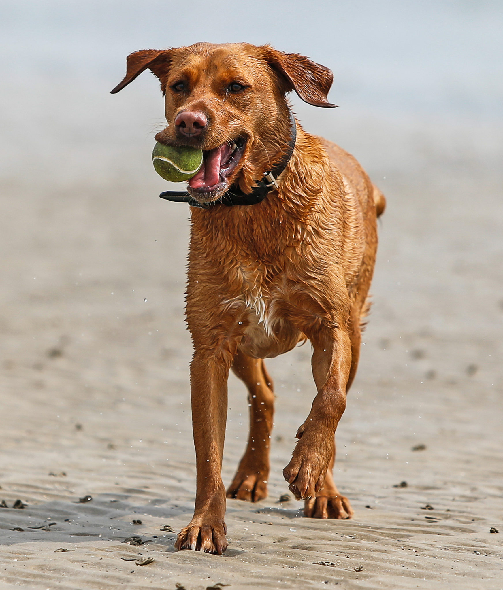 Pets during lockdown Newstalk