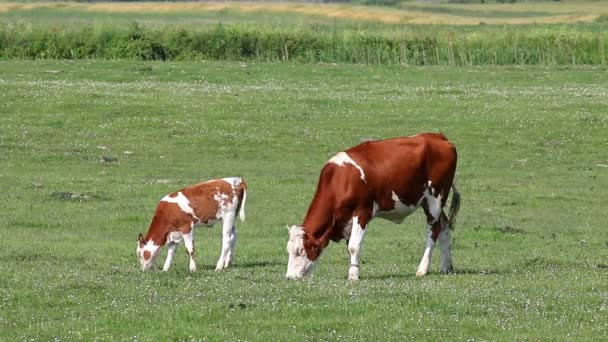 The culling of calves in Ireland | Newstalk