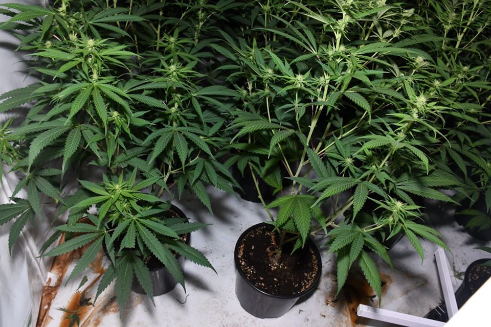 Cannabis