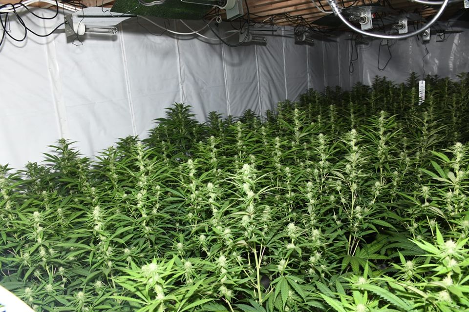 Cannabis