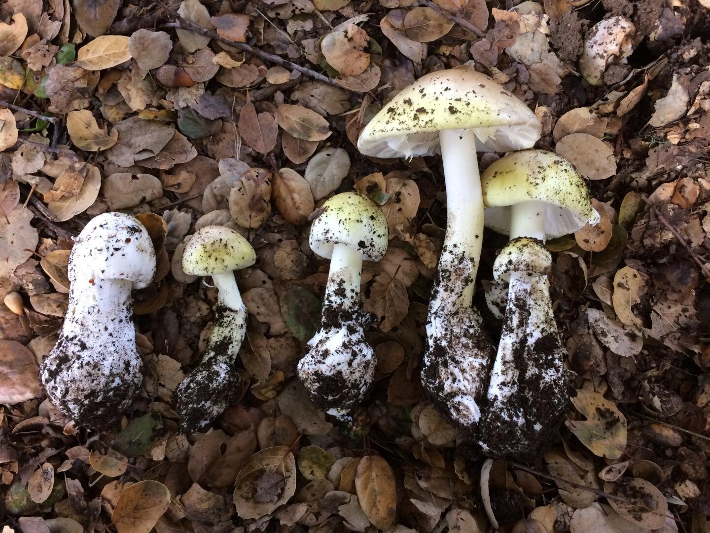 Опасные грибы