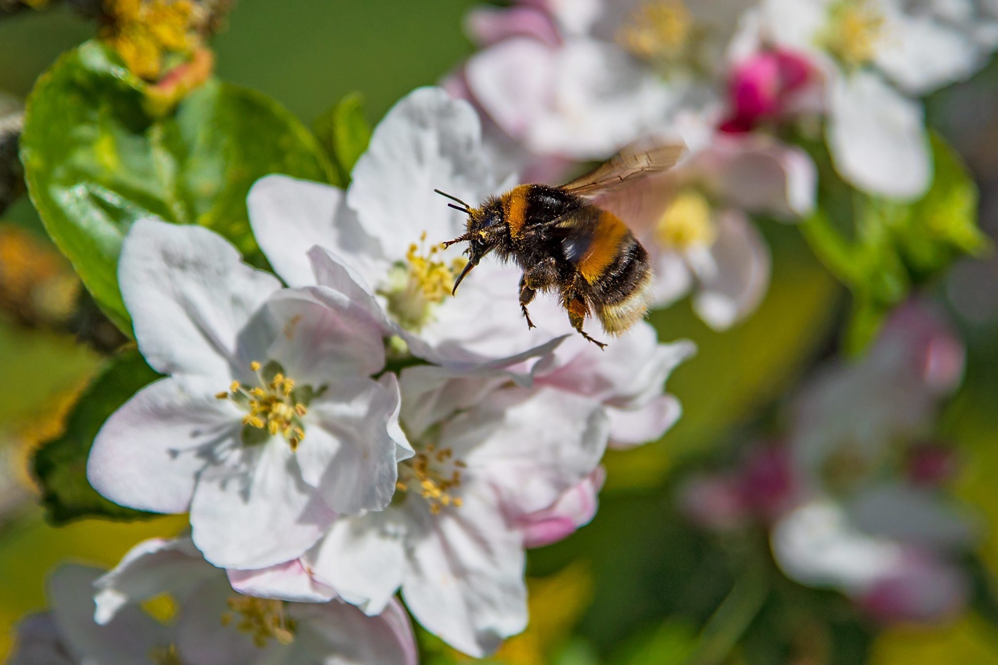 Fall Summer Bee Bees Are Having The Best Summer Ever! | Newstalk