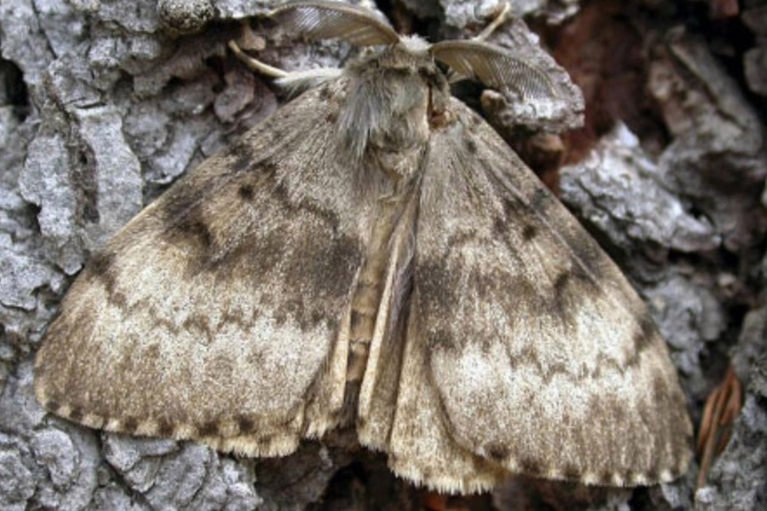 Giant gypsy moths are the next threat in the US | Newstalk