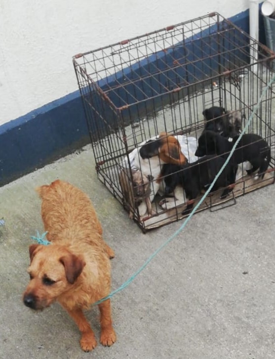 Dogs