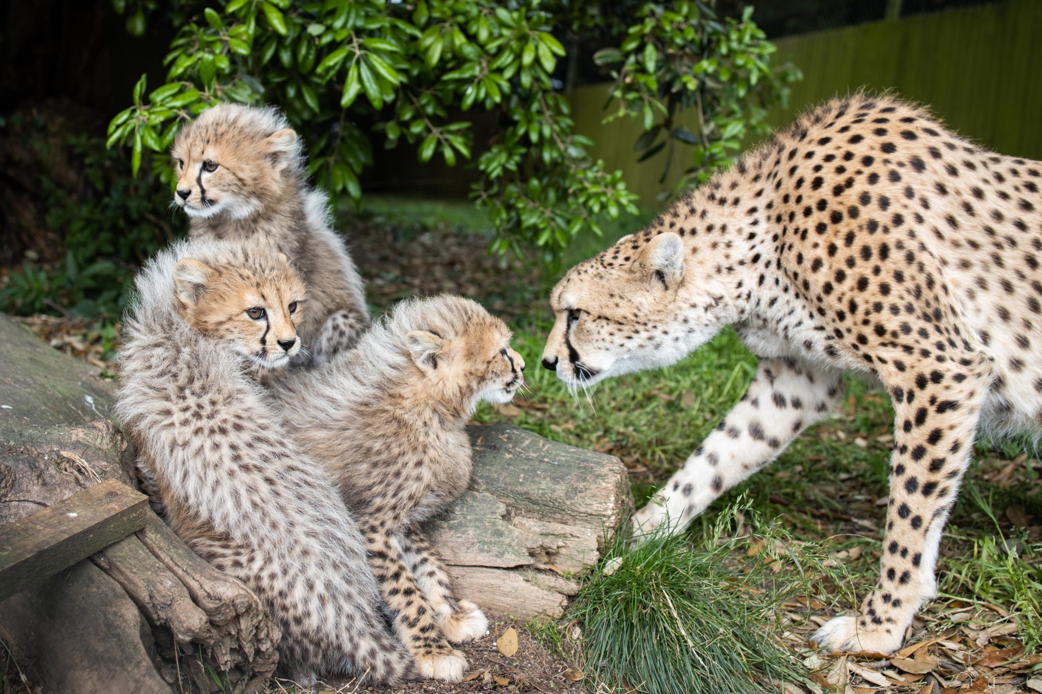 Three Northern Cheetah Cubs Born At Fota Wildlife Park
