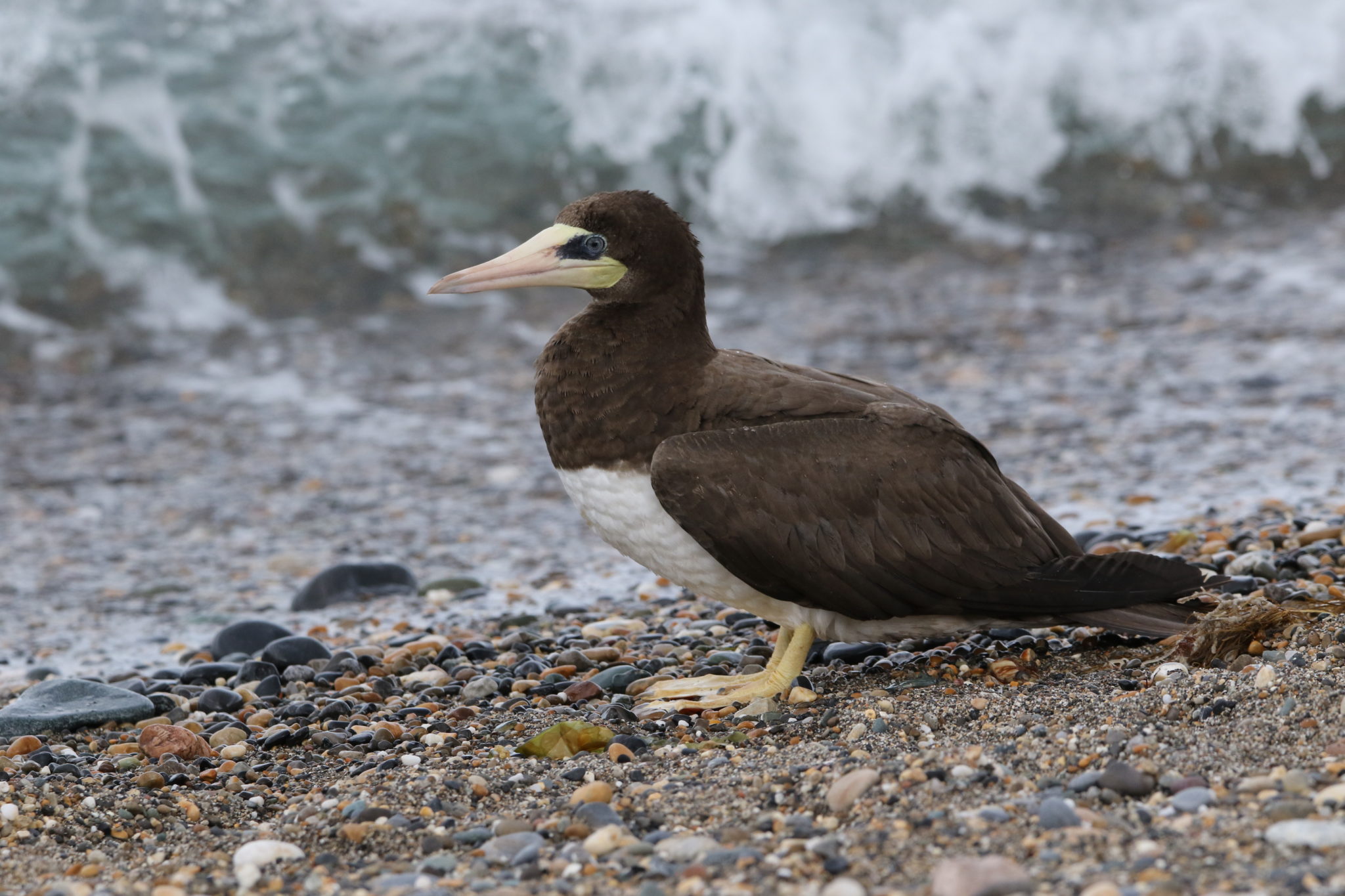 Brown Booby 